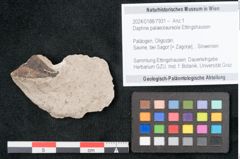 Foto (Objekt + Etikett) von Daphne palaeolaureola Ettingshausen (NHMW-GEO-2024-0188-7931)